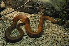0071 Cairns Tropical Zoo